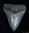 Collector Quality Megalodon Tooth - Just Under Inches #2025-2